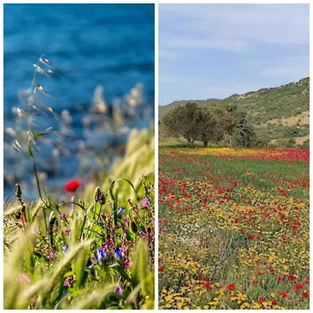 Holiday home Zoe's - Entire With Stunning Aegean Sea Views! Plagia (Lesbos)